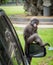 Dusky Monkey sitting on mirror of car