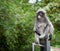 Dusky monkey sitting on sign post with trees in the background