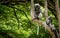 Dusky Monkeys sitting in the trees with tails hanging