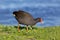 Dusky Moorhen