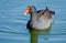 Dusky Moorhen from Australia