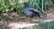 Dusky Moorhen, Gallinula tenebrosa, close view 4K