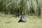The dusky moorhen is resting in the grass