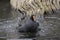 Dusky Moorhen swimming