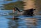 Dusky Moorhen Swimming in and Drinking