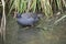 the dusky moorhen is wading in the water