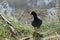 The dusky moorhen is walking out of the water