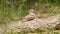 dusky nightjar sitting on a fallen tree