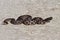 Dusky Pygmy Rattlesnake