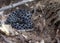 Dusky Pygmy Rattlesnake in Florida