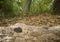 Dusky Pygmy Rattlesnake on log