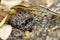 Dusky Pygmy Rattlesnake on log