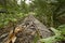 Dusky Pygmy Rattlesnake on log