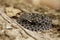 Dusky Pygmy Rattlesnake on log