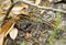 Dusky Pygmy Rattlesnake on log