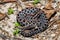 Dusky Pygmy Rattlesnake Sistrurus miliarius barbouri