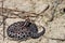 Dusky Pygmy Rattlesnake Sistrurus miliarius barbouri