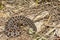 Dusky Pygmy Rattlesnake - Sistrurus miliarius barbouri