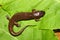 Dusky Salamander (Desmognathus conanti)