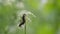 A Dusky Slug Arion fuscus eating wildflowers after climbing the stem