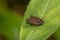 Dusky Stink Bug - Euschistus tristigmus