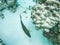 Dusky Surgeonfish: Underwater Turn