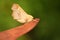 A Dusky Thorn Moth Ennomos fuscantaria perched on a leaf.