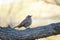 Dusky Thrush