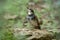 Dusky thrush Turdus eunomus banded white and black chest bird perching on timber log while searching for meal in early