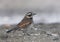 Dusky thrush, Turdus naumanni