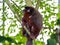 Dusky Titi Monkey