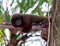 Dusky Titi Monkey