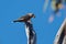 Dusky woodswallow - Artamus cyanopterus bird species of forests and woodlands in temperate and subtropical regions