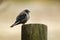 Dusky woodswallow - Artamus cyanopterus bird species of forests and woodlands in temperate and subtropical regions, mostly from A