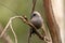 Dusky Woodswallow in Australia