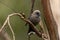 Dusky Woodswallow in Australia