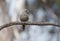 Dusky Woodswallow perched in tree with copy space