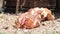 Dust bathing chicken