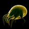 A dust mite