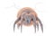 Dust mite Dermatophagoides