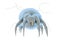 Dust mite Dermatophagoides