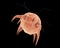 Dust mite Dermatophagoides