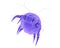 Dust mite Dermatophagoides