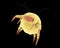 Dust mite Dermatophagoides