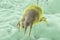 Dust mite Dermatophagoides