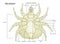 Dust Mite or Tick Anatomy with labels