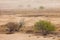 Dust storm on barren plain