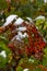 Dusting of snow on spotted red and green oak leaves in autumn
