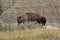 Dusty American Buffalo Grazing in a Canyon