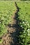 Dusty cow path through weeds